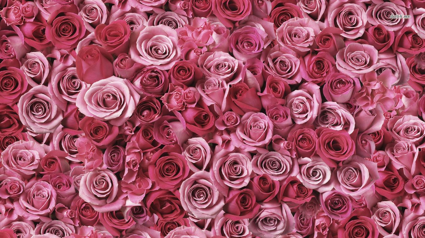 1366x768 Pink Roses wallpaper - Flower wallpapers - #1337