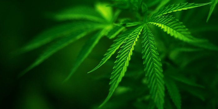 1680x1050 48+] Dope Weed Wallpaper on WallpaperSafari