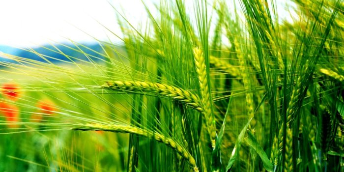 1504x810 Nature Wallpaper Green Hd | Wallpapers Dope