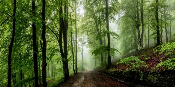 1380x736 Landscapes Nature Trees Forest Spring Roads Wallpaper | Wallpapers Dope