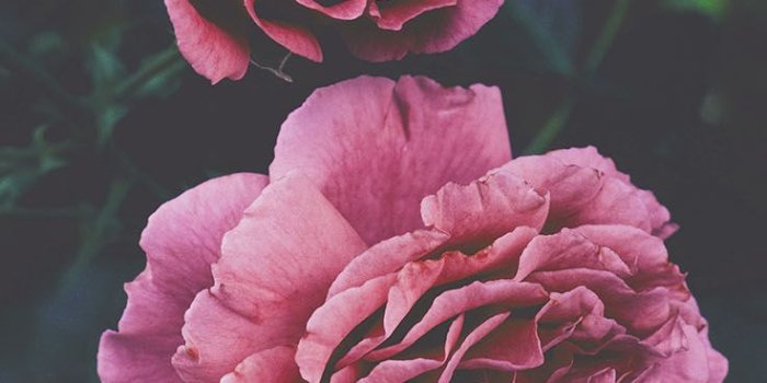 736x1308 21 Pretty Wallpapers For Your New iPhone Xs Max | Preppy Wallpapers