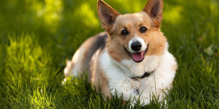1920x1200 Corgi Wallpapers