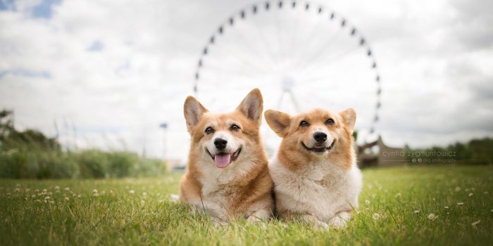 2048x1367 60+ Welsh Corgi Wallpapers on WallpaperPlay