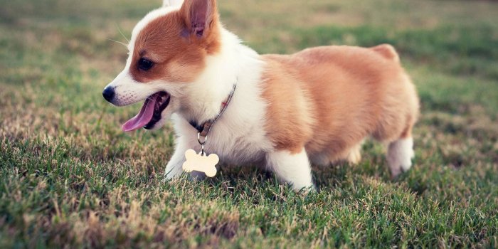2488x1659 Corgi Puppies Wallpaper (54+ images)
