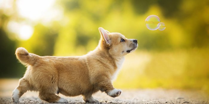 2048x1302 59 Corgi HD Wallpapers | Background Images
