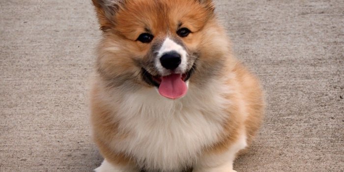 2048x2048 Welsh Corgi Wallpaper (69+ images)