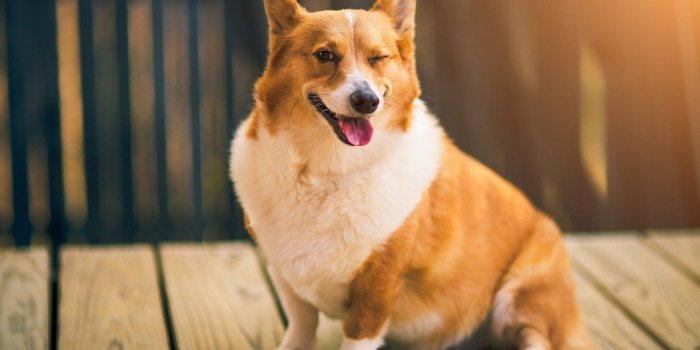 1920x1200 Best 58+ Corgi Wallpaper on HipWallpaper | Corgi Wallpaper, Corgi