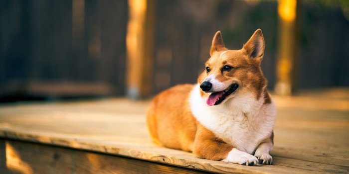 1920x1080 60+ Welsh Corgi Wallpapers on WallpaperPlay