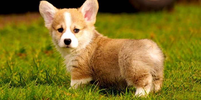 1164x744 Cute Corgi Puppy Wallpaper | Wallpapers Desktop