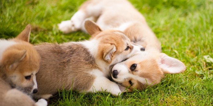 2880x1620 Corgi Puppies ❤ 4K HD Desktop Wallpaper for 4K Ultra HD TV • Wide