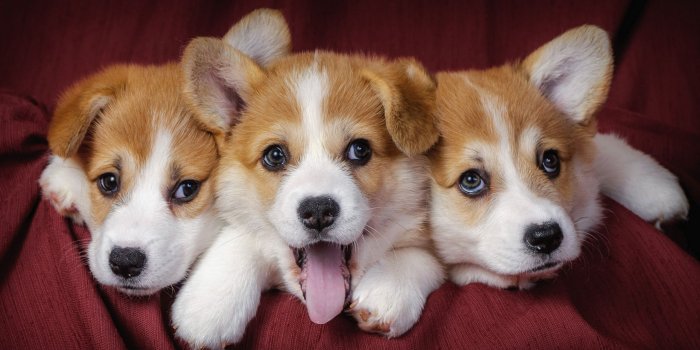 2560x1440 Corgi Wallpaper (28+)