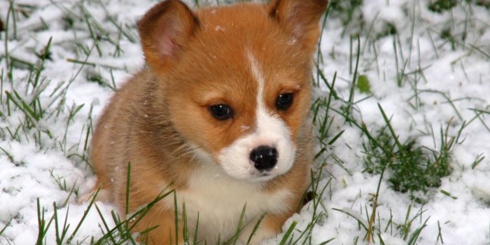 1920x1200 60+ Welsh Corgi Wallpapers on WallpaperPlay