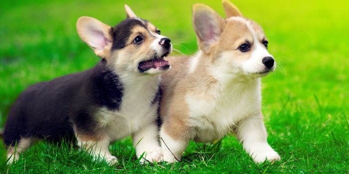 2560x1600 45+ Corgi Wallpapers - Download at WallpaperBro