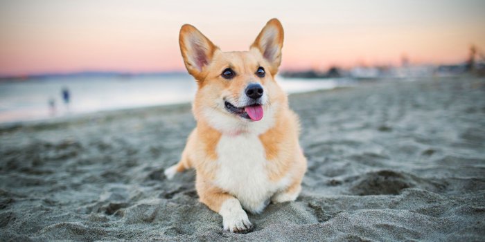 3840x2400 Download wallpapers 4k, Welsh Corgi Dog, beach, pets, dogs, sunset