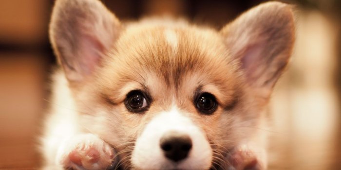 1200x800 Free download Corgi Puppies Wallpaper [1200x800] for your Desktop