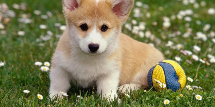 1152x864 Cute Corgi wallpaper | 1152x864 | #12412
