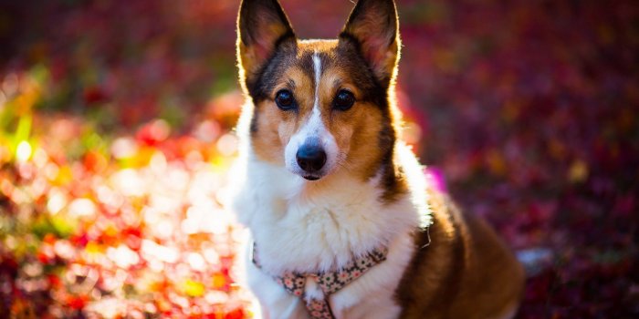 1920x1200 12 HD Corgi Dog Wallpapers
