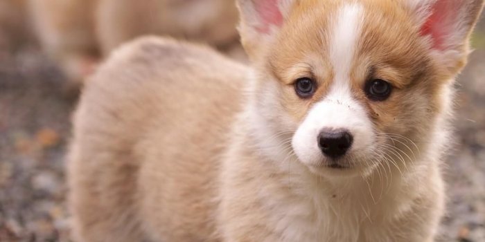 1024x768 lovely Corgi Wallpaper Download 10 | Wallpaper | Welsh corgi puppies
