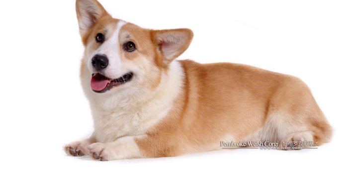 1600x1200 Corgi Wallpapers