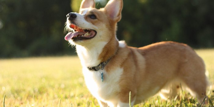 2500x1666 60+ Welsh Corgi Wallpapers on WallpaperPlay