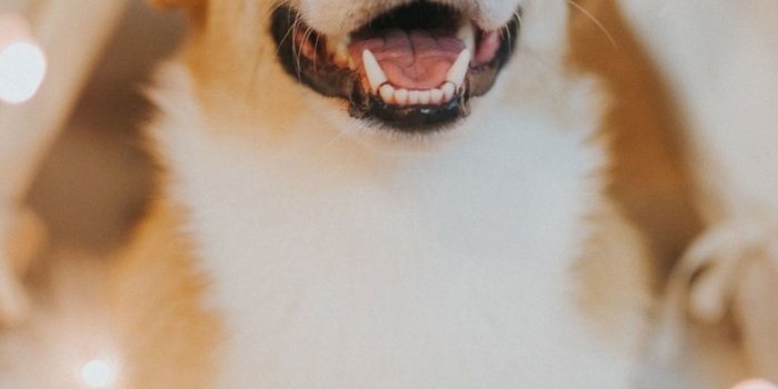 1080x1920 White Tan Corgi Wallpaper | corgi wallpaper | dog wallpaper