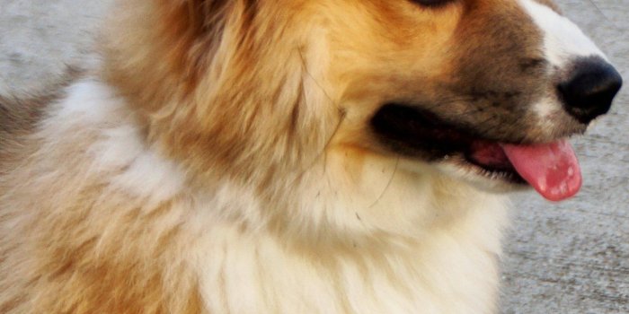 1440x2560 Corgi Wallpaper - iPhone, Android & Desktop Backgrounds