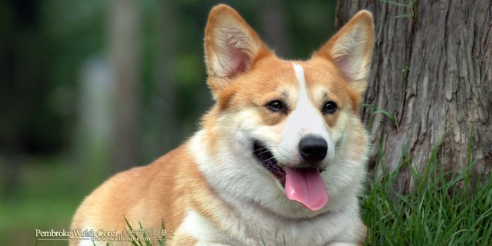 1600x1200 Baby Welsh Corgi HD Wallpaper, Background Images