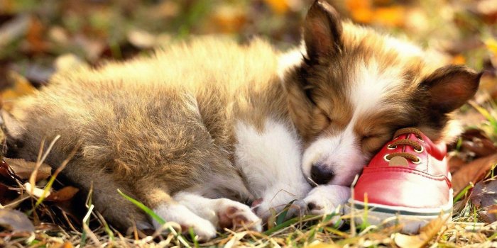 1920x1200 autumn corgi wallpaper