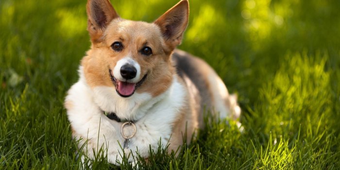 1920x1200 Corgi Wallpaper HD