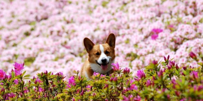 1366x768 Corgi Wallpapers