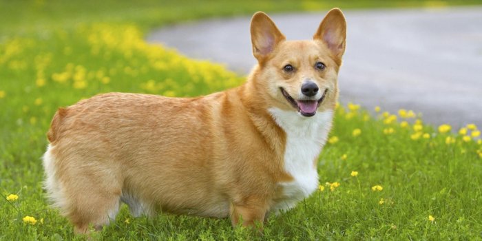 1920x1080 60+ Welsh Corgi Wallpapers on WallpaperPlay