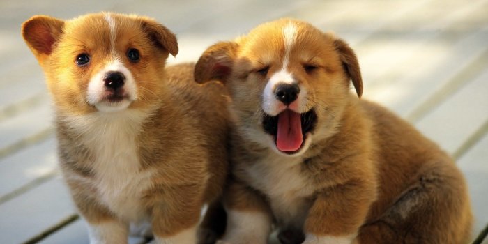 1600x1200 59 Corgi HD Wallpapers | Background Images