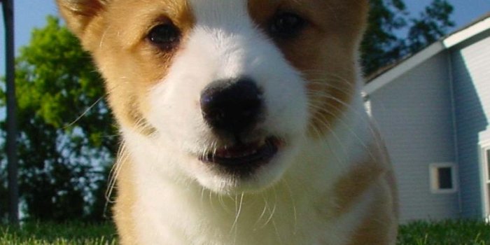 800x1280 Cute Corgi Wallpapers for Android - APK Download