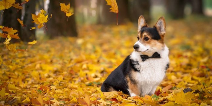 1920x1080 Corgi Cute puppy wallpaper for computer boston terrier wallpapers
