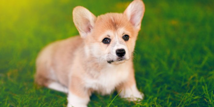 1920x1200 Corgi Puppy Wallpaper Group (56+), Download for free