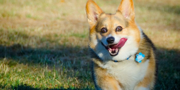 3840x2160 Corgi Wallpapers (64+ background pictures)