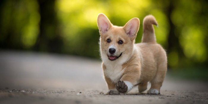 1920x1080 Corgi wallpapers Gallery