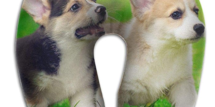 1000x1000 Amazon.com: PengMin Cute Corgi Wallpaper Comfortable Travel Pillow