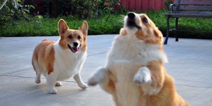 1280x850 Cute Corgi Wallpaper ,Wallpaper Download , (65) - accomodations.asia