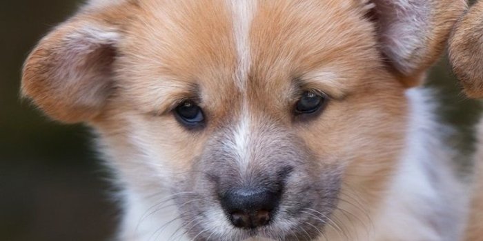 750x1334 Cute Corgi Wallpaper - (65+) Wallpaper Collections