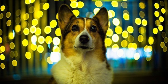 1920x1080 Corgi wallpaper ·① Download free cool backgrounds for desktop
