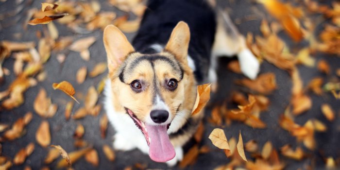 2560x1600 47++ Corgi Wallpapers and Photos In 4K Ultra HD For Download, B.SCB