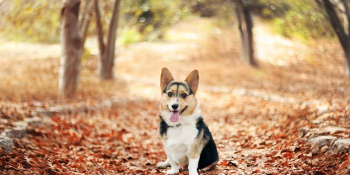 2560x1600 Corgi Wallpaper HD #6889140