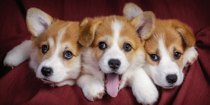 2560x1440 Corgi Wallpaper HD - Pexels Wallpaper