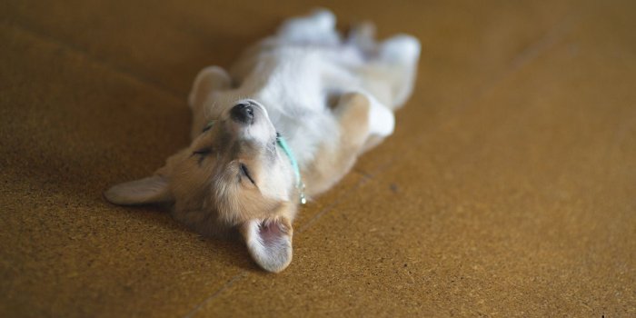 1280x785 Corgi Wallpaper (33+ images) on Genchi.info