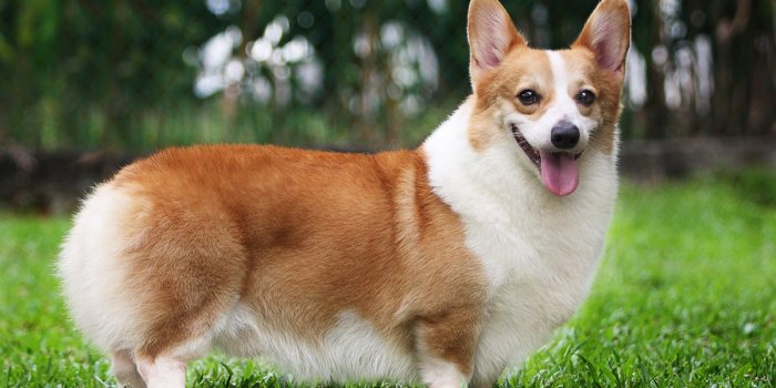 1200x800 Nice Corgi Wallpaper, Corgi Wallpapers (#513003665)