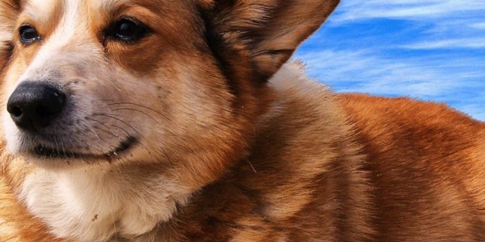 1080x1920 Corgi Iphone Wallpaper Group (53+), Download for free