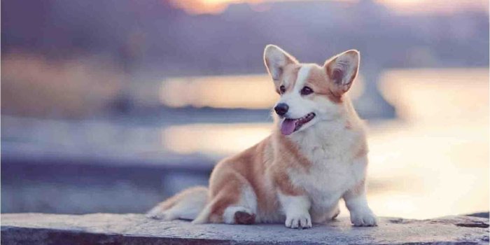 1352x902 Corgi Wallpapers - Wallperio.com