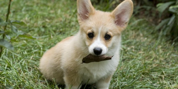 1920x1200 Corgi Puppy Wallpapers ·① WallpaperTag