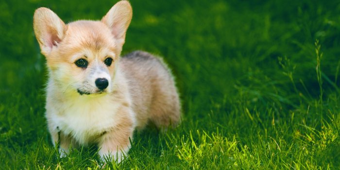 1920x1080 Cute Pembroke Welsh Corgi Puppy Outdoor ❤ 4K HD Desktop Wallpaper
